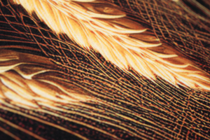 Passatoia in velluto