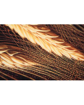 Passatoia in velluto